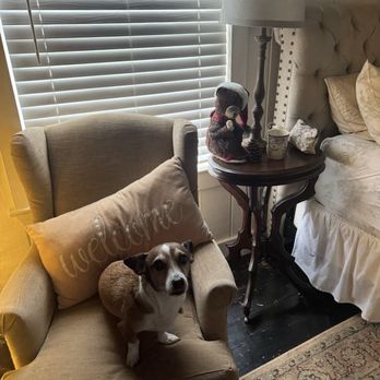 Mayhurst Estate - Pup enjoying the cottage - Hotels Near Me - Orange, Virginia