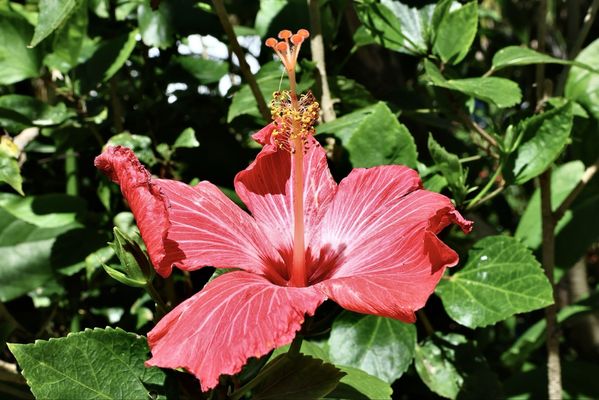 Sunken Gardens by null