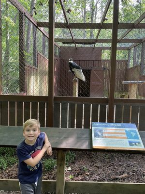 Carolina Raptor Center by null