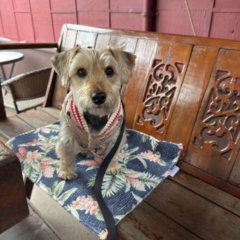 Siam Elephant - Dog friendly restaurant - Thai Near Me - Carpinteria, California Siam Elephant - Dog friendly restaurant - Thai Near Me - Carpinteria, California