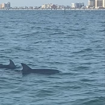 Parrotdise Express - So many sightings amazing - Boat Charters Near Me - Dunedin, Florida