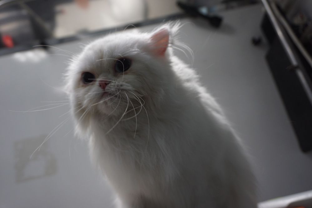 60 BUCKS MOBILE GROOMING Updated August 2024 145 Photos & 48