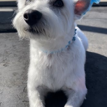 805 Pet Grooming - Pet Groomers Near Me - Westlake Village, California 805 Pet Grooming - Pet Groomers Near Me - Westlake Village, California