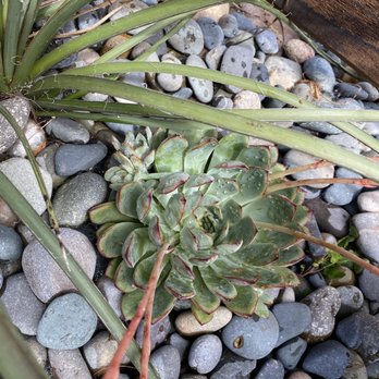 L. Watson Design & Co - Succulents planted after wall was done - Gardeners Near Me - San Diego, California
