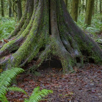 Evergreen Escapes - Tours Near Me - Seattle, Washington Evergreen Escapes - Tours Near Me - Seattle, Washington