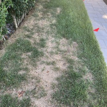 TruGreen Lawn Care - My sod after TruGreen visits - Lawn Services Near Me - Wayne, New Jersey TruGreen Lawn Care - My sod after TruGreen visits - Lawn Services Near Me - Wayne, New Jersey