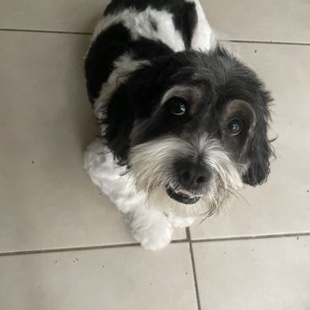Scruffy To Fluffy - Pet Groomers Near Me - Deerfield Beach, Florida Scruffy To Fluffy - Pet Groomers Near Me - Deerfield Beach, Florida