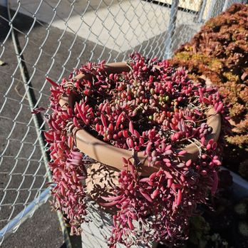 Four Seasons Succulents - Nurseries & Gardening Near Me - San Leandro, California Four Seasons Succulents - Nurseries & Gardening Near Me - San Leandro, California