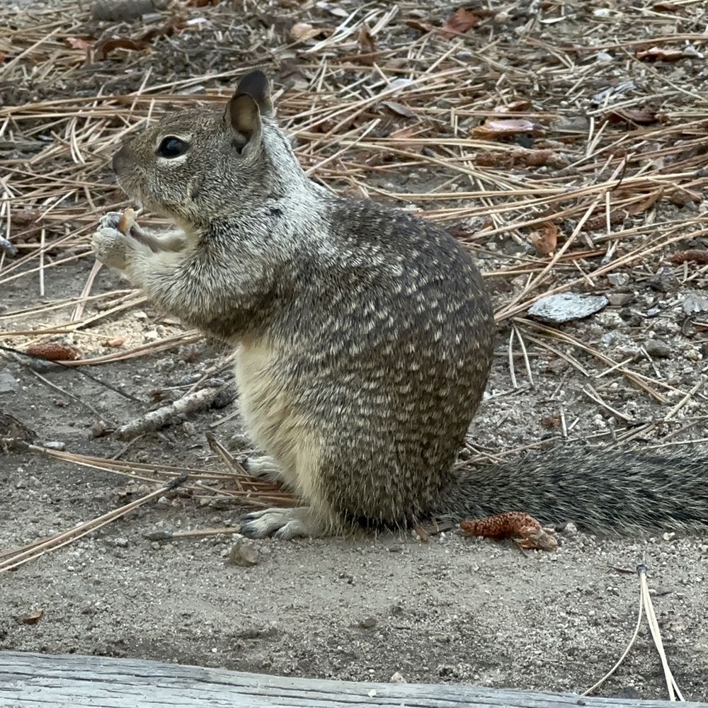 Barton Flats Campground - Squirrel - Campgrounds Near Me - San Bernardino, California