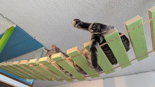 Meows Rakuen by null