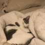 Photo of Cat Doctor