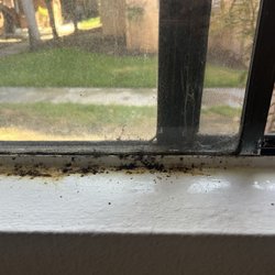 Hidden Cove - Window Seal Constant Mold despite mold cleaning products & ventilation