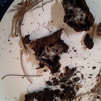 VJ Stars Tree Services - This came off them the  day I cleaned around them - Tree Services Near Me - Albuquerque, New Mexico