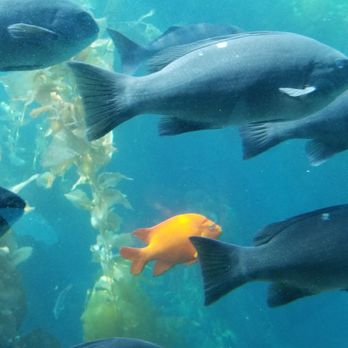Catalina Adventure Tours - Tours Near Me - Avalon, California