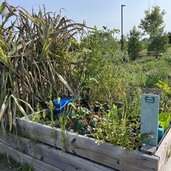 Bell Westford Apartments - Community garden is a nice idea, but there is no water available and no idea why. It was working in June.