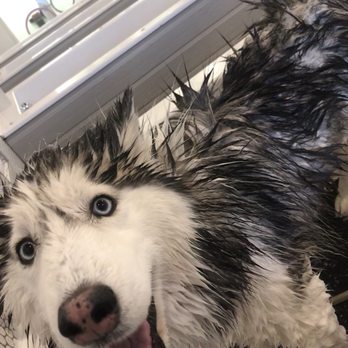 Bubbly Paws - Pet Groomers Near Me - Saint Paul, Minnesota Bubbly Paws - Pet Groomers Near Me - Saint Paul, Minnesota