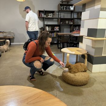 Whiskers Cat Cafe - Cat lounge - Themed Cafes Near Me - Kansas City, Missouri Whiskers Cat Cafe - Cat lounge - Themed Cafes Near Me - Kansas City, Missouri