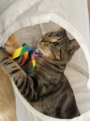 Get A Gato by null