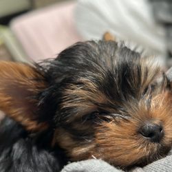 Heart Yorkie