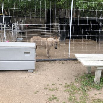 Rose and Grace Mini Farm - Day Camps Near Me - Austin, Texas