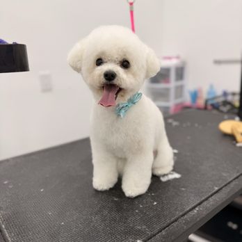 1. Petrichor Pet Salon