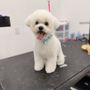 Photo of Petrichor Pet Salon