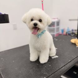 Petrichor Pet Salon