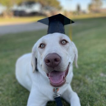 MuttSurf Canine Training - Blu passes private training - Pet Training Near Me MuttSurf Canine Training - Blu passes private training - Pet Training Near Me