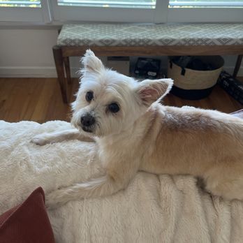 Wag Your Tail - Roxy - Pet Groomers Near Me - Lakewood, California