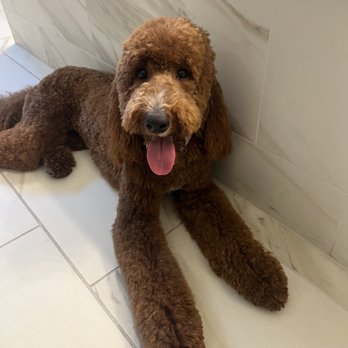 Well Groomed Pets - Chandler - Pet Groomers Near Me - Chandler, Arizona Well Groomed Pets - Chandler - Pet Groomers Near Me - Chandler, Arizona