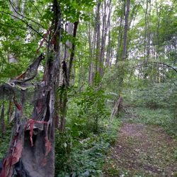Twisted Wing - 5 acres