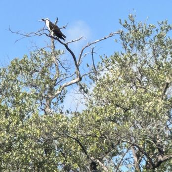 John D. MacArthur Beach State Park - Osprey - Parks Near Me - Palm Beach, Florida John D. MacArthur Beach State Park - Osprey - Parks Near Me - Palm Beach, Florida