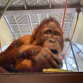 Indianapolis Zoo - Orangutan up close - Zoos Near Me - Indianapolis, Indiana Indianapolis Zoo - Orangutan up close - Zoos Near Me - Indianapolis, Indiana