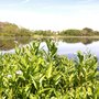 Photo of Shad Factory Pond