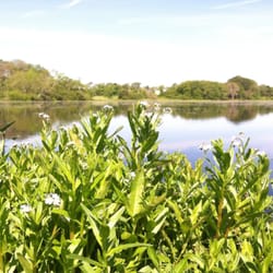 Shad Factory Pond - A great view.