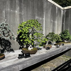 The North Carolina Arboretum - Bonsai exhibit