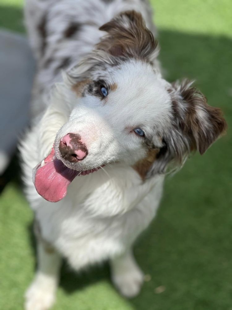 Magnolia Mutts - pet boarding facility in Fultondale, AL