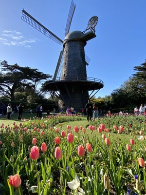 Dutch Windmill by null
