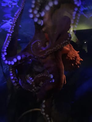 National Marine Aquarium by null