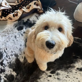 Nauti pets - My 6 month old that naturally is straight super soft bunny hair - Pet Groomers Near Me - Ormond Beach, Florida