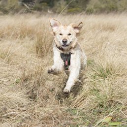 Xolo Dogs Minta Sebut Harga Penjalan Anjing Westminster Road