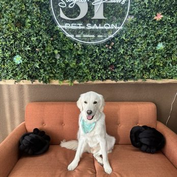 Sugar Paws Pet Salon - Pawsitively adorable moments - Pet Groomers Near Me - Dublin, California Sugar Paws Pet Salon - Pawsitively adorable moments - Pet Groomers Near Me - Dublin, California