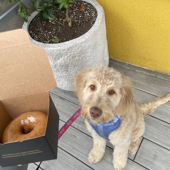 Holey Grail Donuts - Original Sin - Donuts Near Me - Long Beach, California Holey Grail Donuts - Original Sin - Donuts Near Me - Long Beach, California