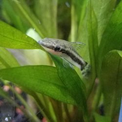 Fish Mike Aquatics - Otocinclus catfish that I got from Fish Mike's