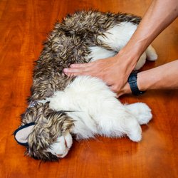 First Aid & CPR