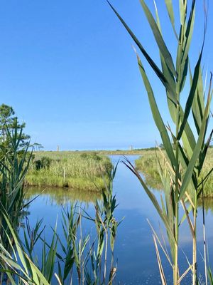 Cape Henlopen State Park by null