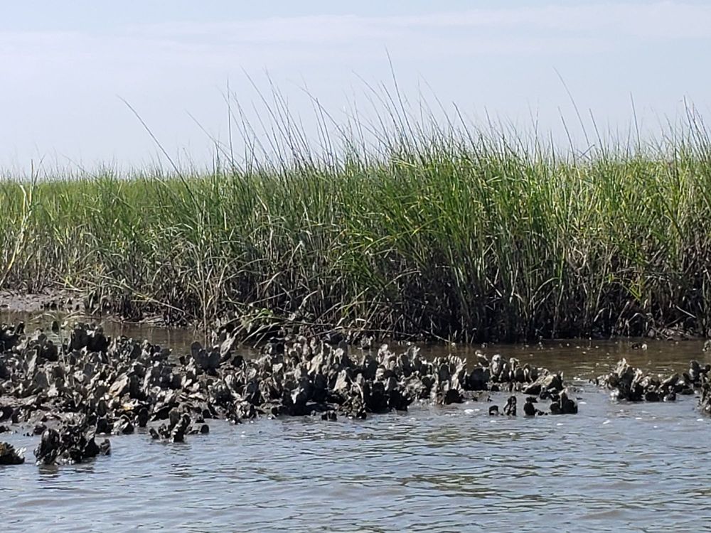 KAYAK AMELIA Updated July 2024 76 Photos & 59 Reviews 13030