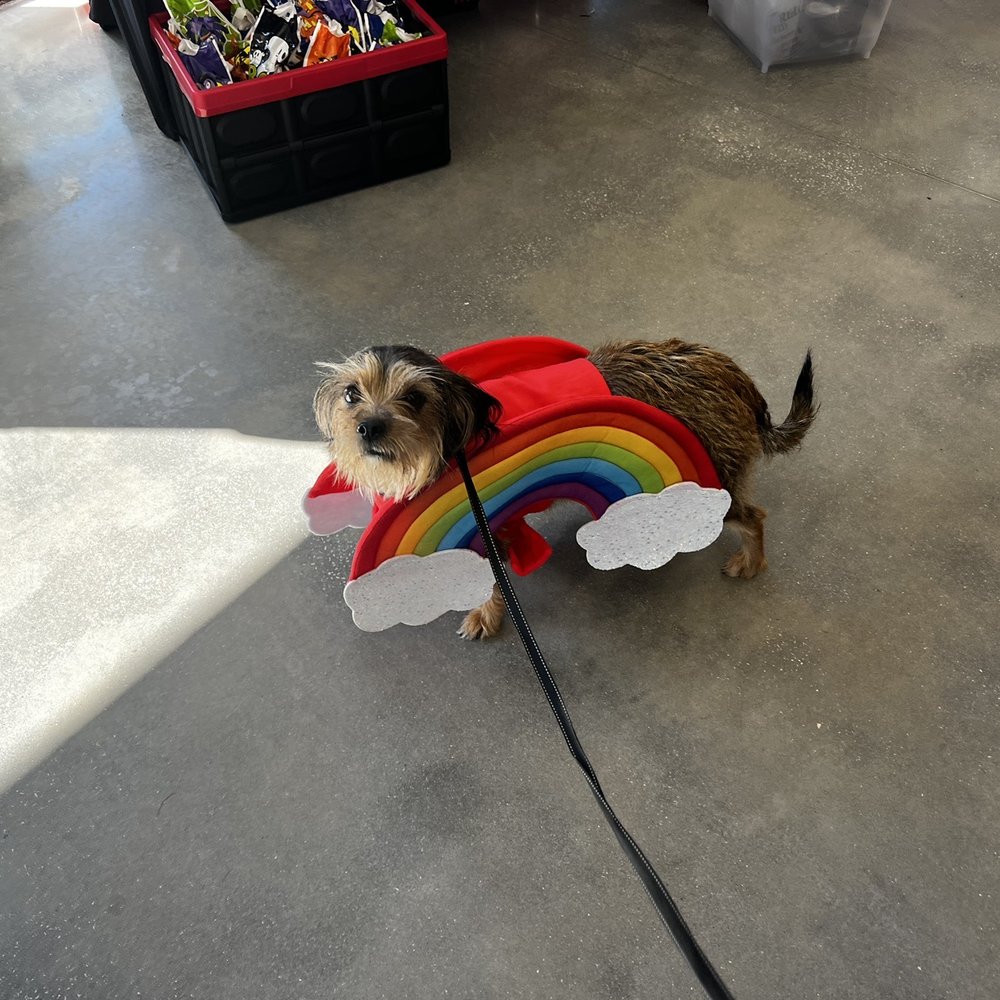 Pet Supplies Plus Orange Park - My fur baby - Pet Groomers Near Me - Orange Park, Florida Pet Supplies Plus Orange Park - My fur baby - Pet Groomers Near Me - Orange Park, Florida