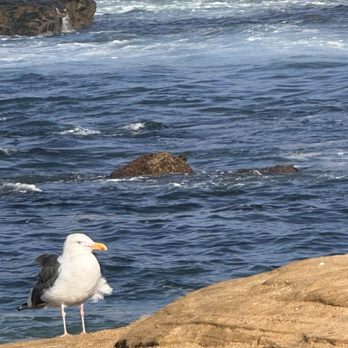Children's Pool - Beaches Near Me - La Jolla, California Children's Pool - Beaches Near Me - La Jolla, California