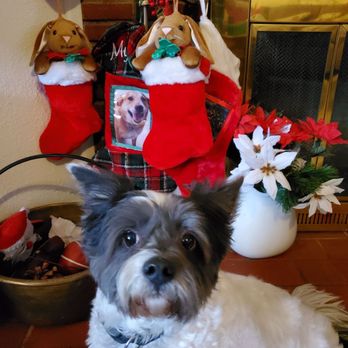 Paw Expressions - Mr Auggie & Chilly Dog in the back round RIP. - Pet Groomers Near Me - Covina, California Paw Expressions - Mr Auggie & Chilly Dog in the back round RIP. - Pet Groomers Near Me - Covina, California